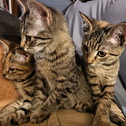 Thumbnail photo of Bengal Calico sweet kittens :) #3