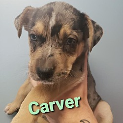 Photo of Carver