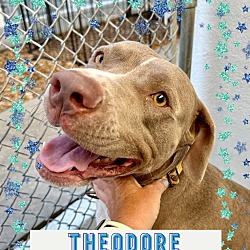 Photo of Theodore $50 Adoption Fee!