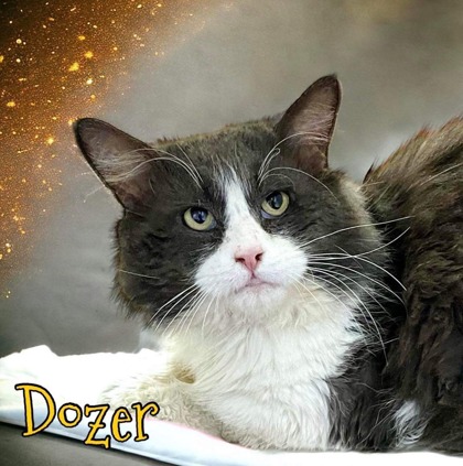 Photo of Dozer
