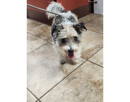 Cincinnati, OH - Mixed Breed (Small)/Mixed Breed (Medium). Meet ...