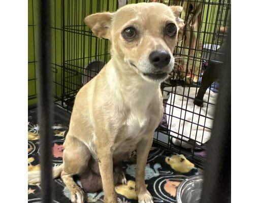 Spokane, WA - Chihuahua/Mixed Breed (Small). Meet Sabrina a Pet for ...