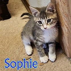 Photo of SOPHIE - Artist Collection Kitten