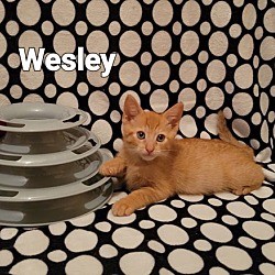 Thumbnail photo of Wesley #4