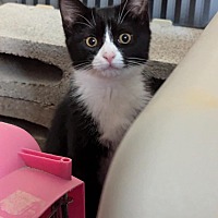 adopt a pet