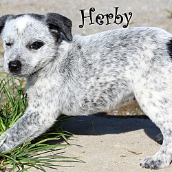 Thumbnail photo of Herby ~ meet me! #3