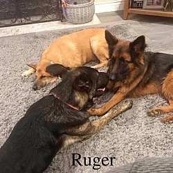 Thumbnail photo of Ruger #3