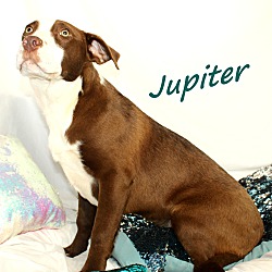 Thumbnail photo of Jupiter ~ meet me! #2