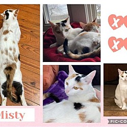 Thumbnail photo of Misty #3