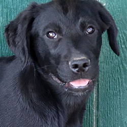 Photo of Piper