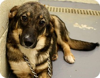 Jersey City, NJ - Norwegian Elkhound. Meet Molly Ringwald a Dog ...