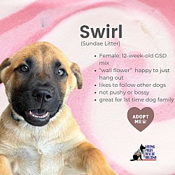 Thumbnail photo of Sundae Puppy- Swirl #1