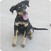 miniature pinscher and german shepherd mix