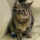 Adopt A Pet :: Bonham - Versailles, KY