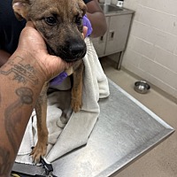 adopt a pet