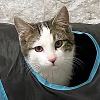 adopt a pet