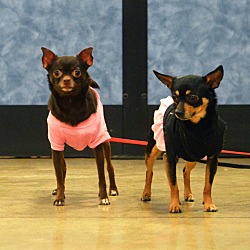 Thumbnail photo of Cookie Crumbs & Minnie Mae #2