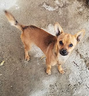 sentinel spectrum petsmart