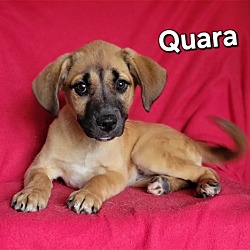 Photo of Quara