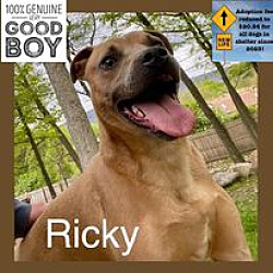 Thumbnail photo of RickyBobby #1