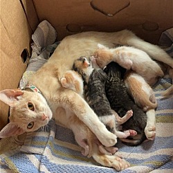 Photo of Bakagi and 6 kittens