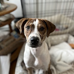 Thumbnail photo of Rudy (Catahoula Duo) #1