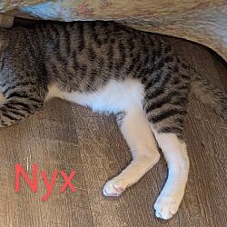 Thumbnail photo of Nyx #2