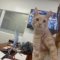adopt a pet