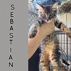 Photo of Sebastian
