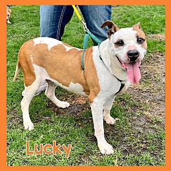Thumbnail photo of Lucky #1