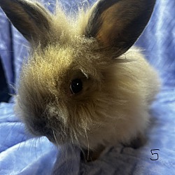 Thumbnail photo of Choco #3