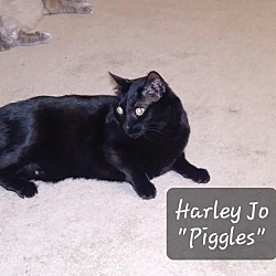 Thumbnail photo of Harley Jo Piggles #1