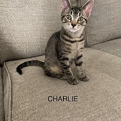 Thumbnail photo of CHARLIE #2