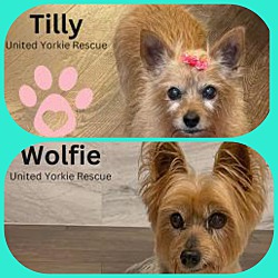 Photo of Tilly & Wolfie