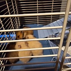 Thumbnail photo of Hamsters #4