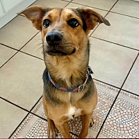 adopt a pet