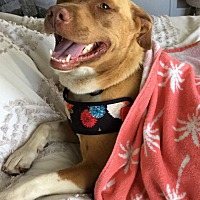 post animal refuge center