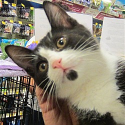 Thumbnail photo of Sylvester Adopted Feb 15 #1