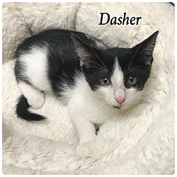 Photo of Dasher