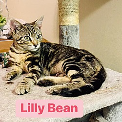 Thumbnail photo of Lilly Bean #4