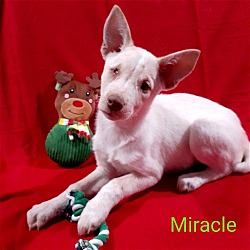 Thumbnail photo of Miracle ($200 adoption fee) #2