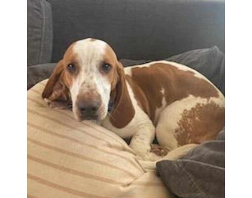 Wichita, KS - Basset Hound. Meet Walter a Pet for Adoption - AdoptaPet.com