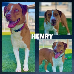 Photo of HENRY