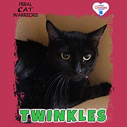 Photo of Twinkles