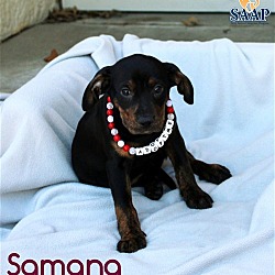 Thumbnail photo of Samana #3