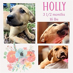 Photo of HOLLY