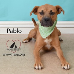 Thumbnail photo of Pablo #2