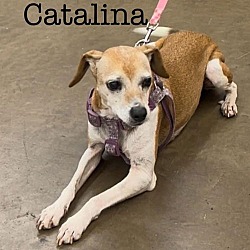 Thumbnail photo of Catalina #1