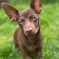 adopt a pet