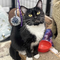adopt a pet